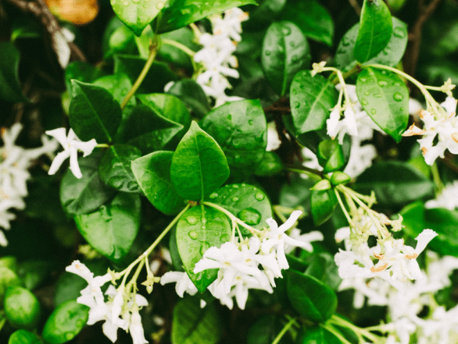 Jasmine flowers representing uplifting and elegant home fragrance diffuser scent in Malaysia