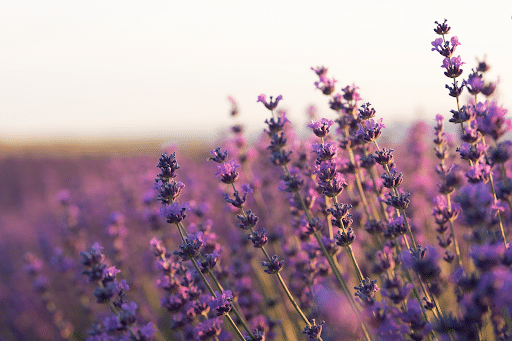 Lavender flowers representing calming home fragrance diffuser scent in Malaysia